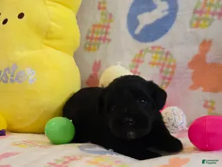 Miniature Schnauzer dogs Myah - Ad 34