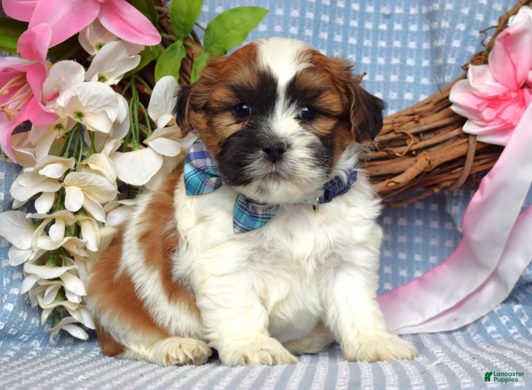 Teddy Bear dogs for sale: Tyler  - Ad 2