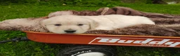 Golden Retriever dogs for sale: Bella - Ad 4