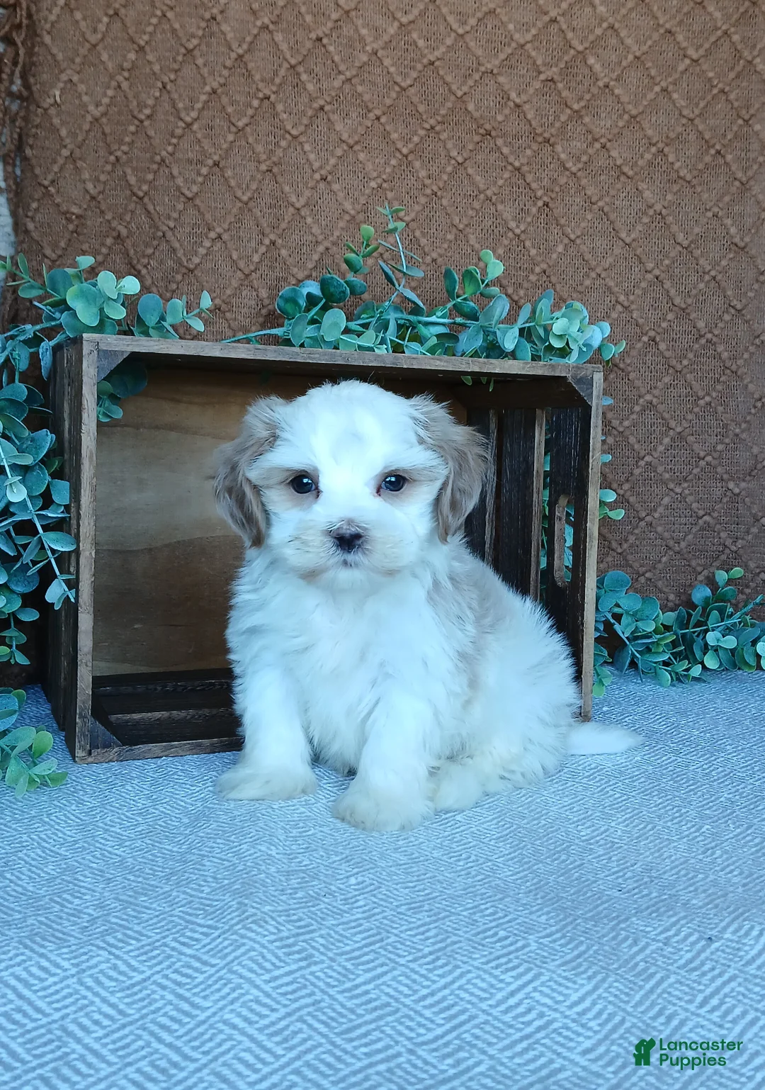 Havanese dogs for sale: Phoenix  - Ad 4