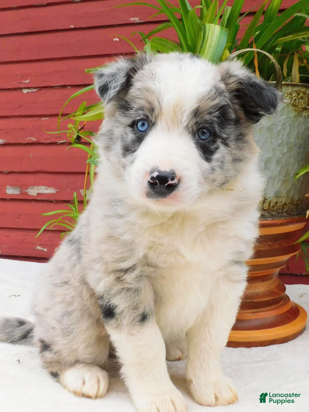 Border Collie dogs for sale: Tanner - Ad 1