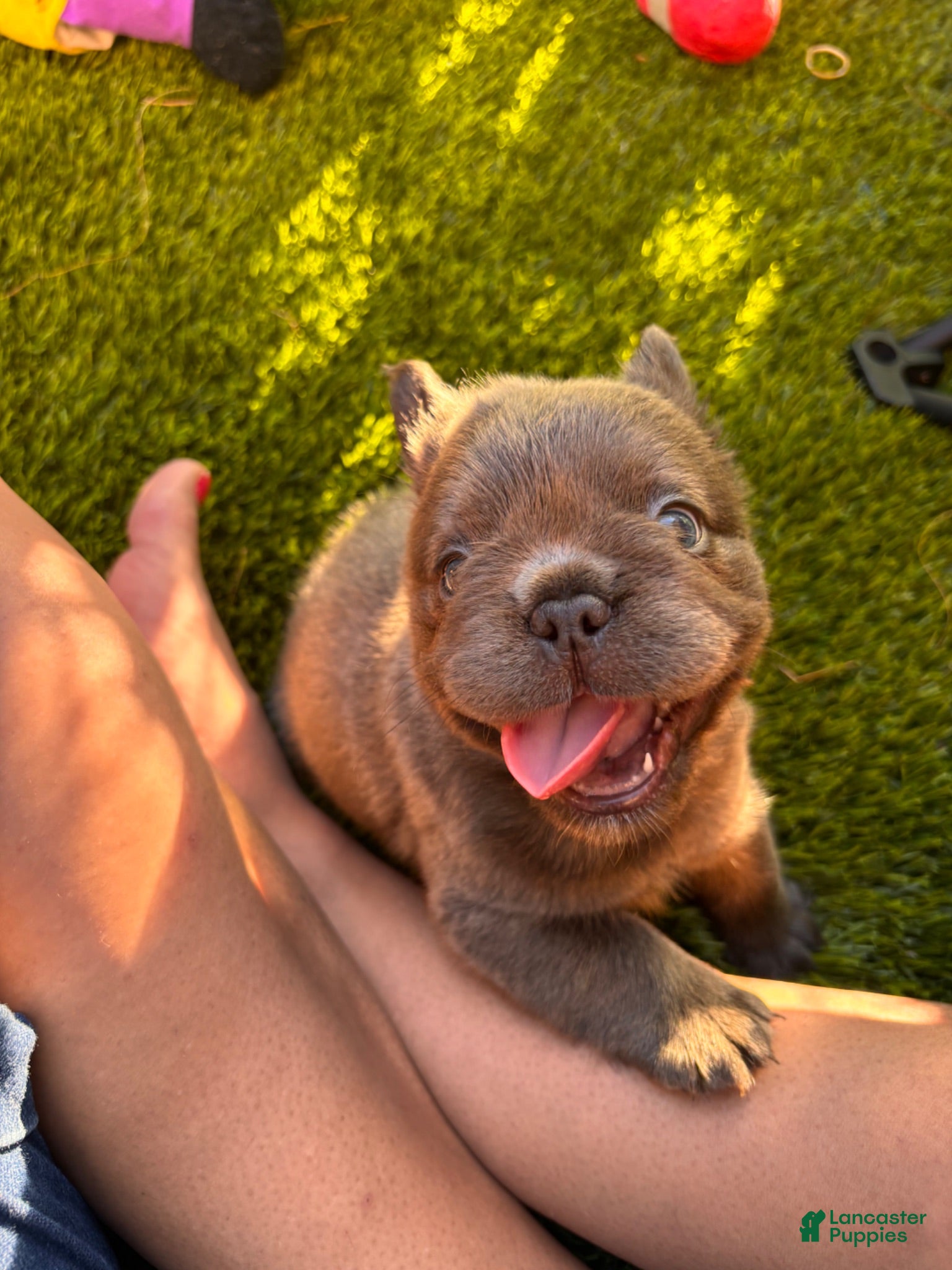 French Bulldog dogs Nehemiah - Ad 1