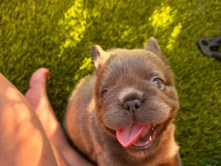 French Bulldog dogs for sale: Nehemiah - Ad 3