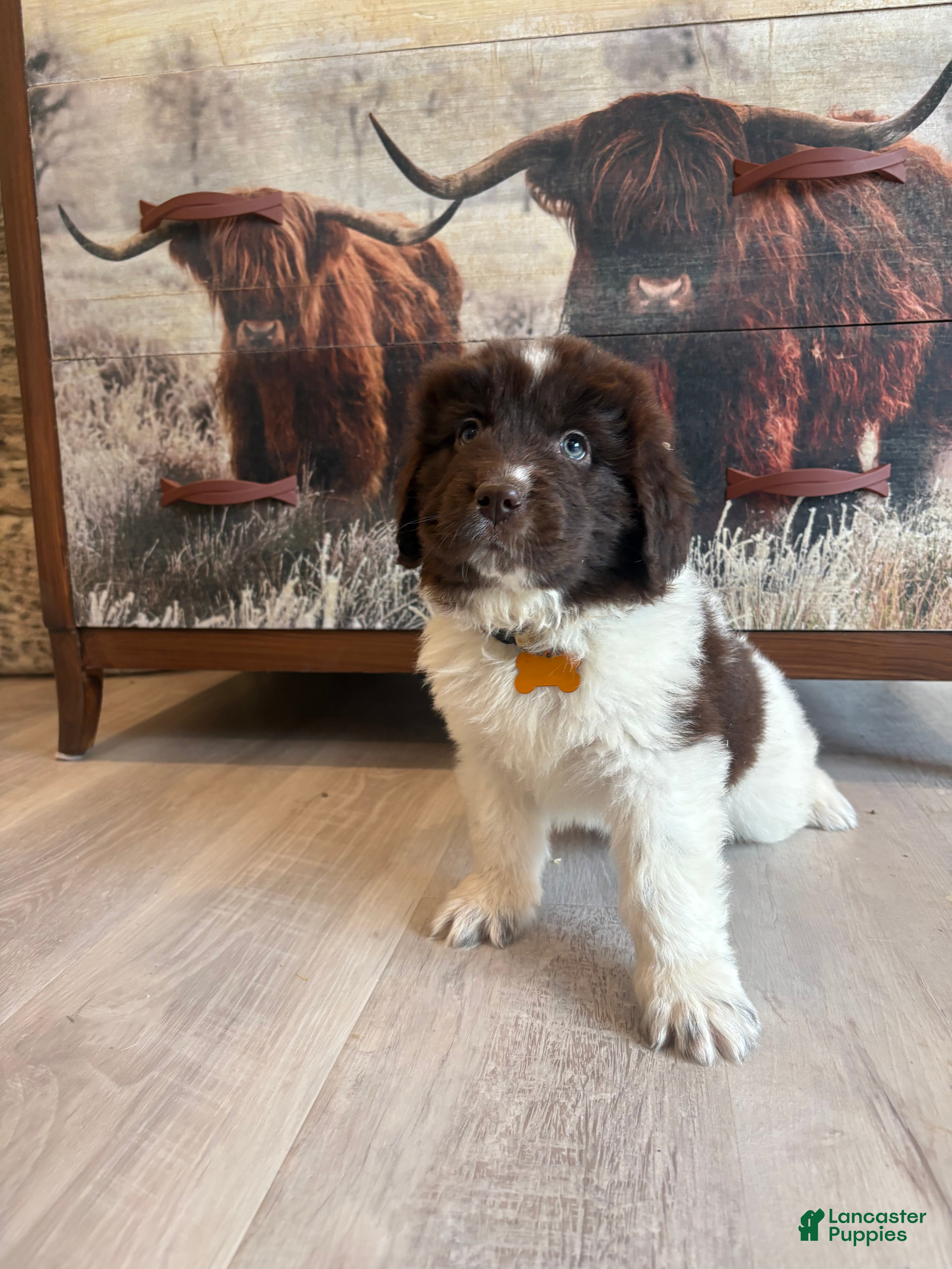 Newfoundland dogs Brooklyn  - Ad 30