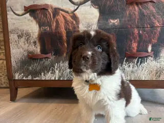 Newfoundland dogs Brooklyn - Ad 7