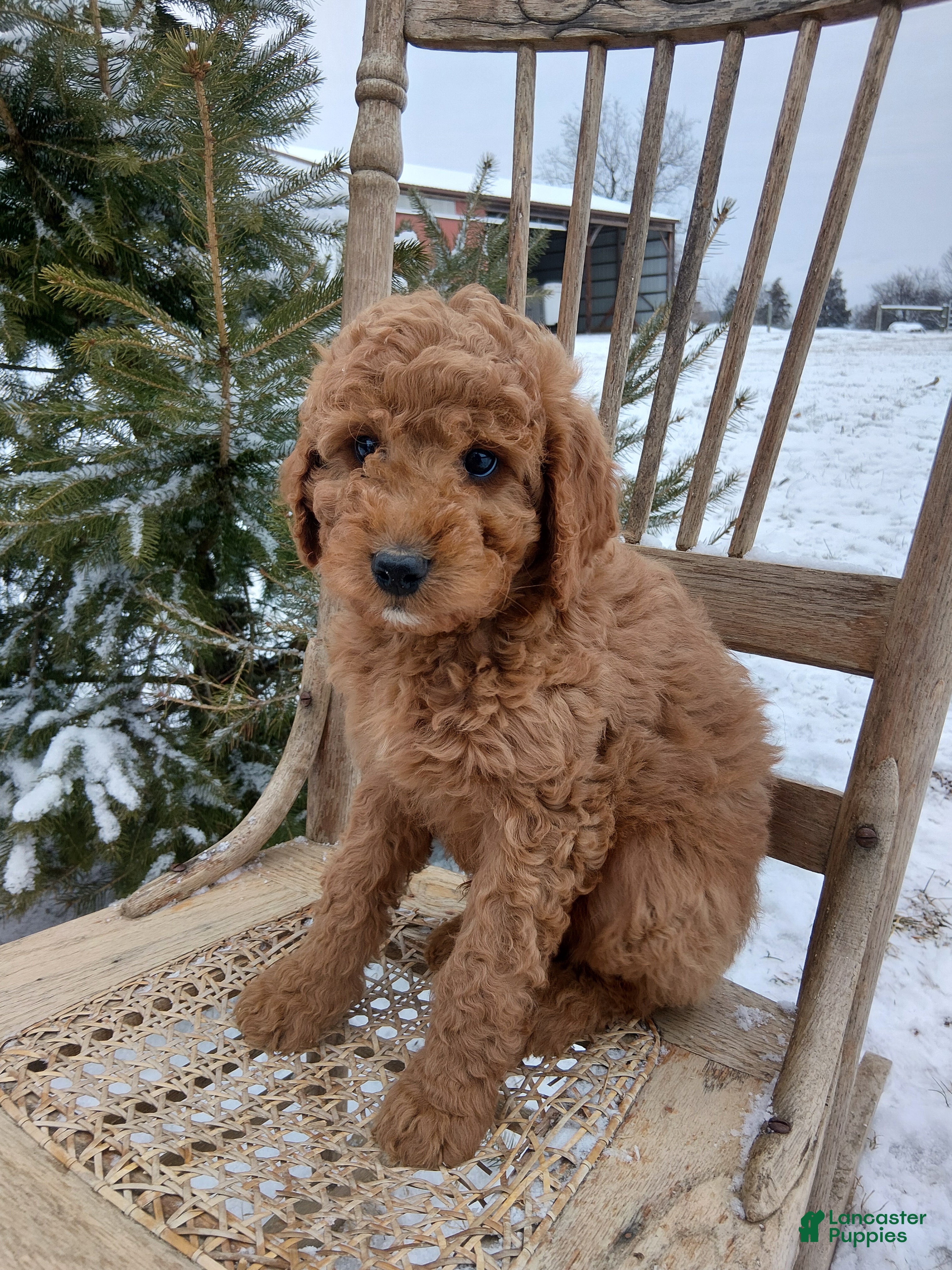 Irish Doodle dogs F1B Cooper - Ad 9