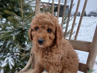 Irish Doodle dogs F1B Cooper - Ad 9