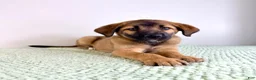 Mixed Breed dogs for sale: Moose - Ad 5