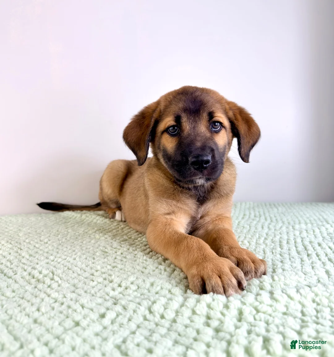 Mixed Breed dogs for sale: Moose - Ad 5
