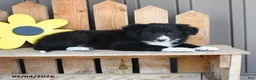Border Collie dogs for sale: Theodore - Ad 3