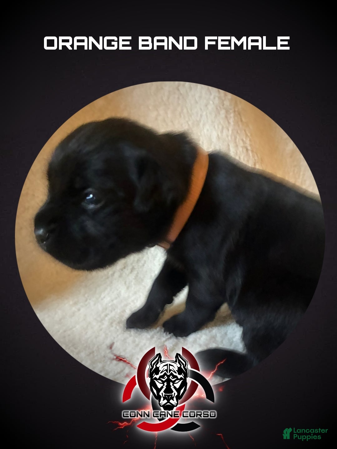 Cane Corso dogs Cane Corso Puppy 6 - Ad 32