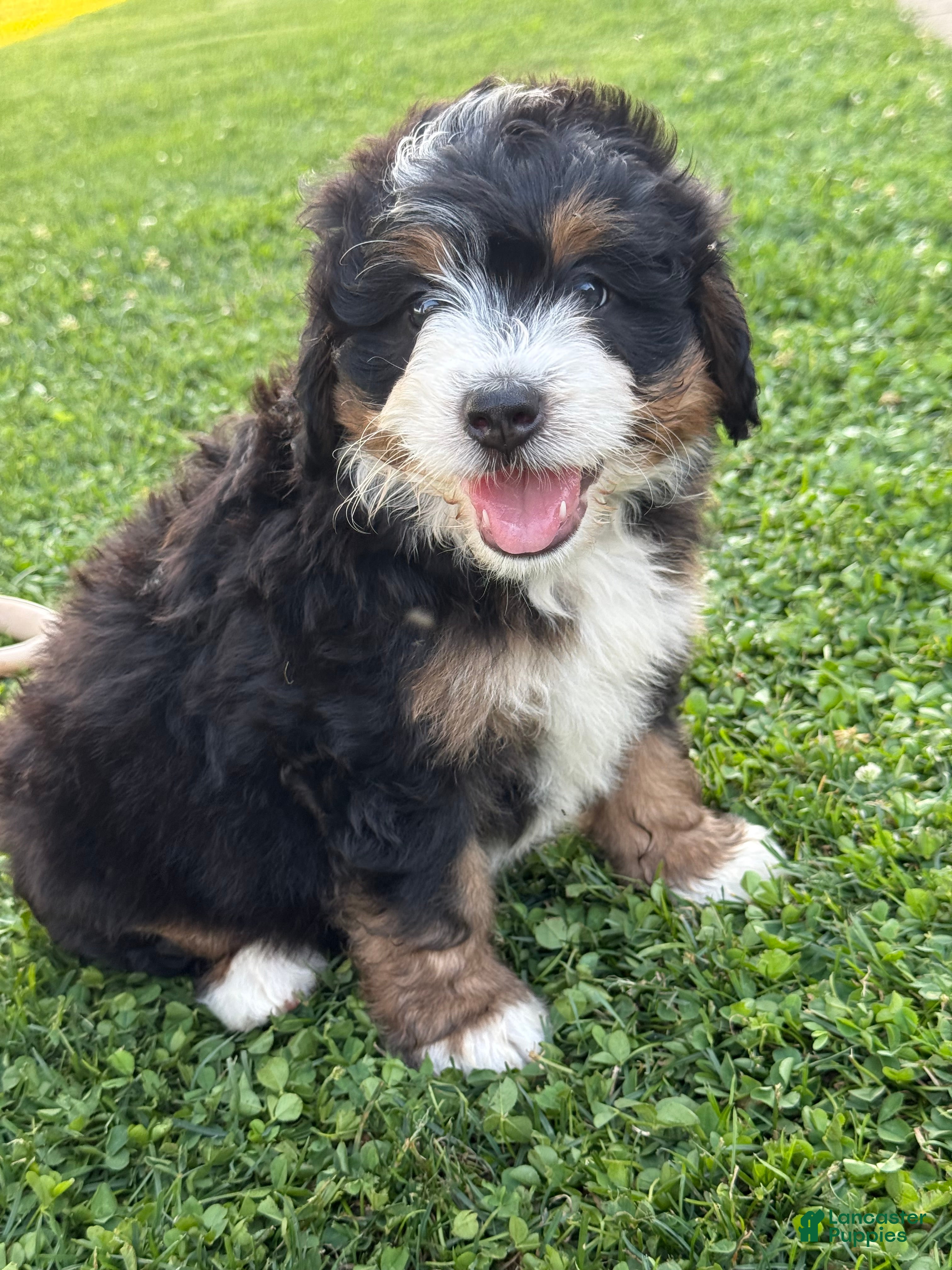 Mini Bernedoodle dogs Ridge - Ad 1
