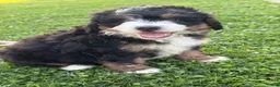 Mini Bernedoodle dogs for sale: Ridge - Ad 1