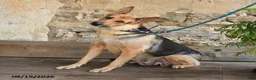 German Shepherd dogs for sale: Nacho - Ad 6