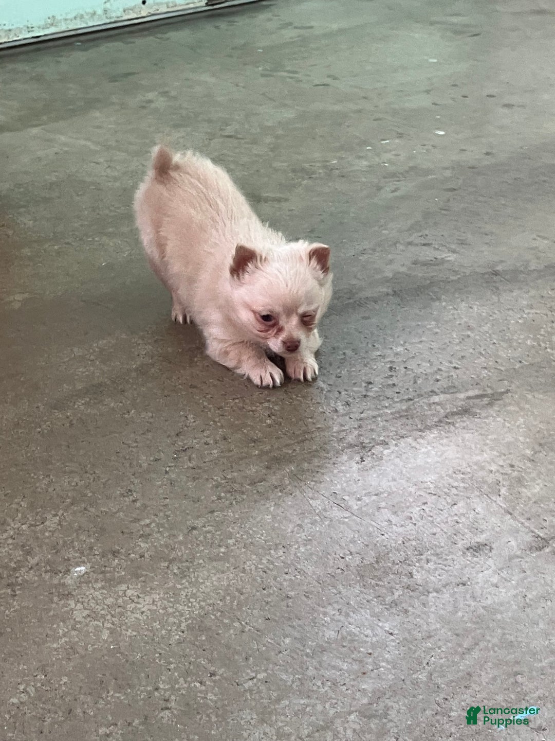 Chihuahua dogs for sale: Fuzz Ball - Ad 2