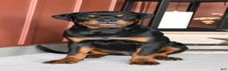 Rottweiler dogs for sale: Rottweiler 1 - Ad 1