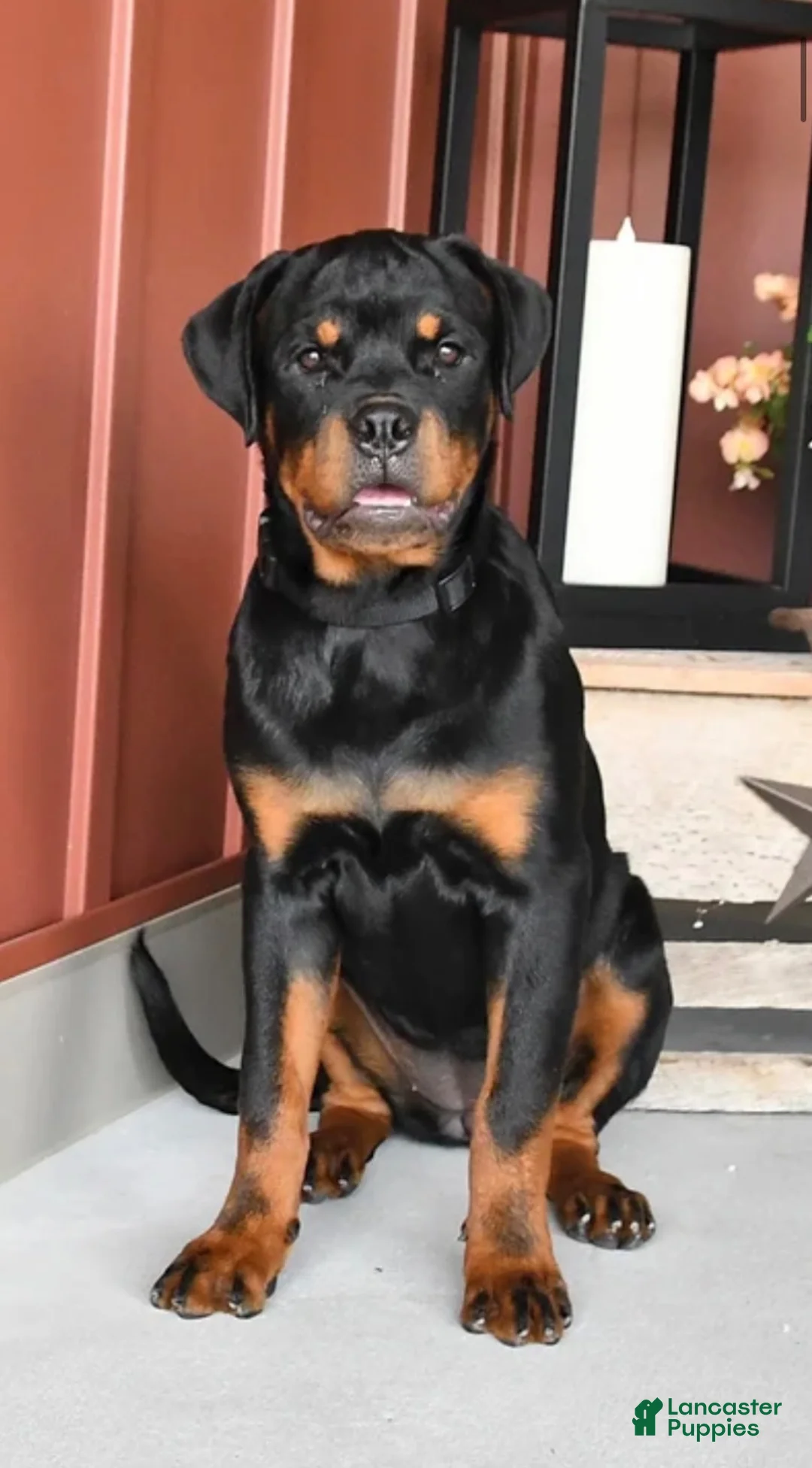 Rottweiler dogs for sale: Rottweiler 1 - Ad 1