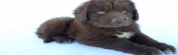 Newfoundland dogs for sale: Luna - Ad 4