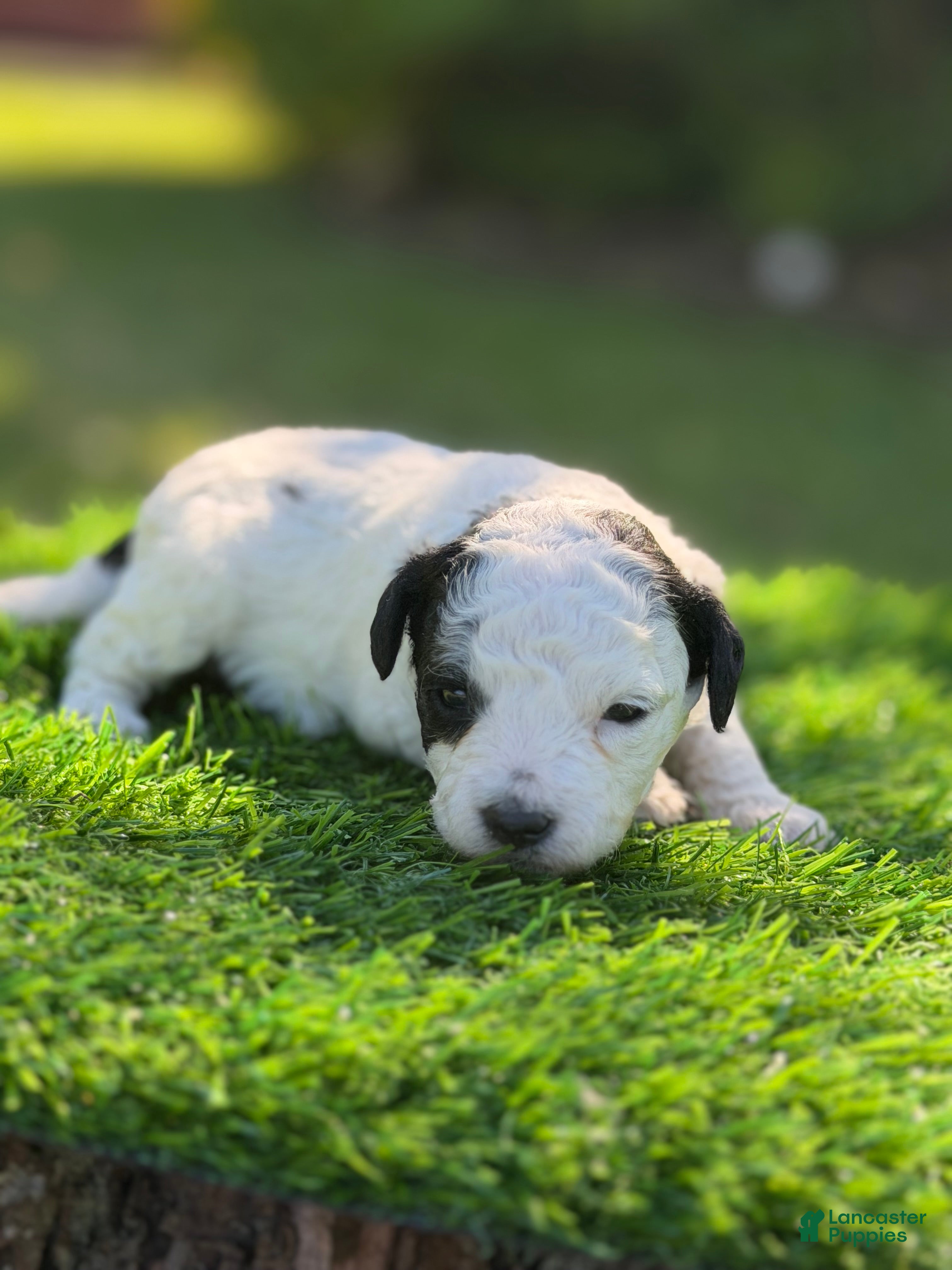 Maltipoo dogs elsie - Ad 1