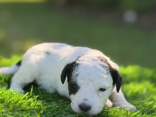 Maltipoo dogs elsie - Ad 1