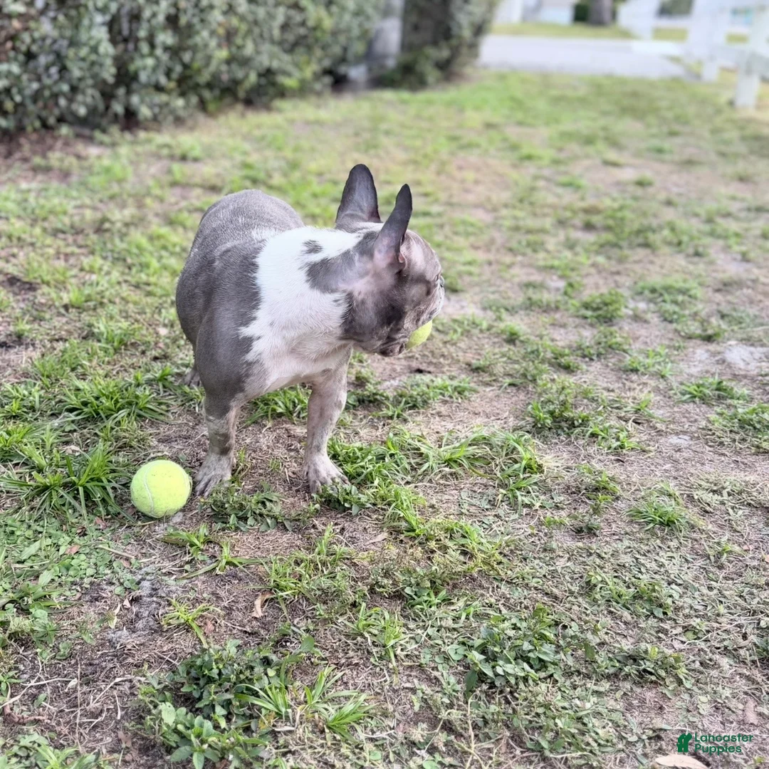 French Bulldog dogs for sale: Stormy - Ad 8