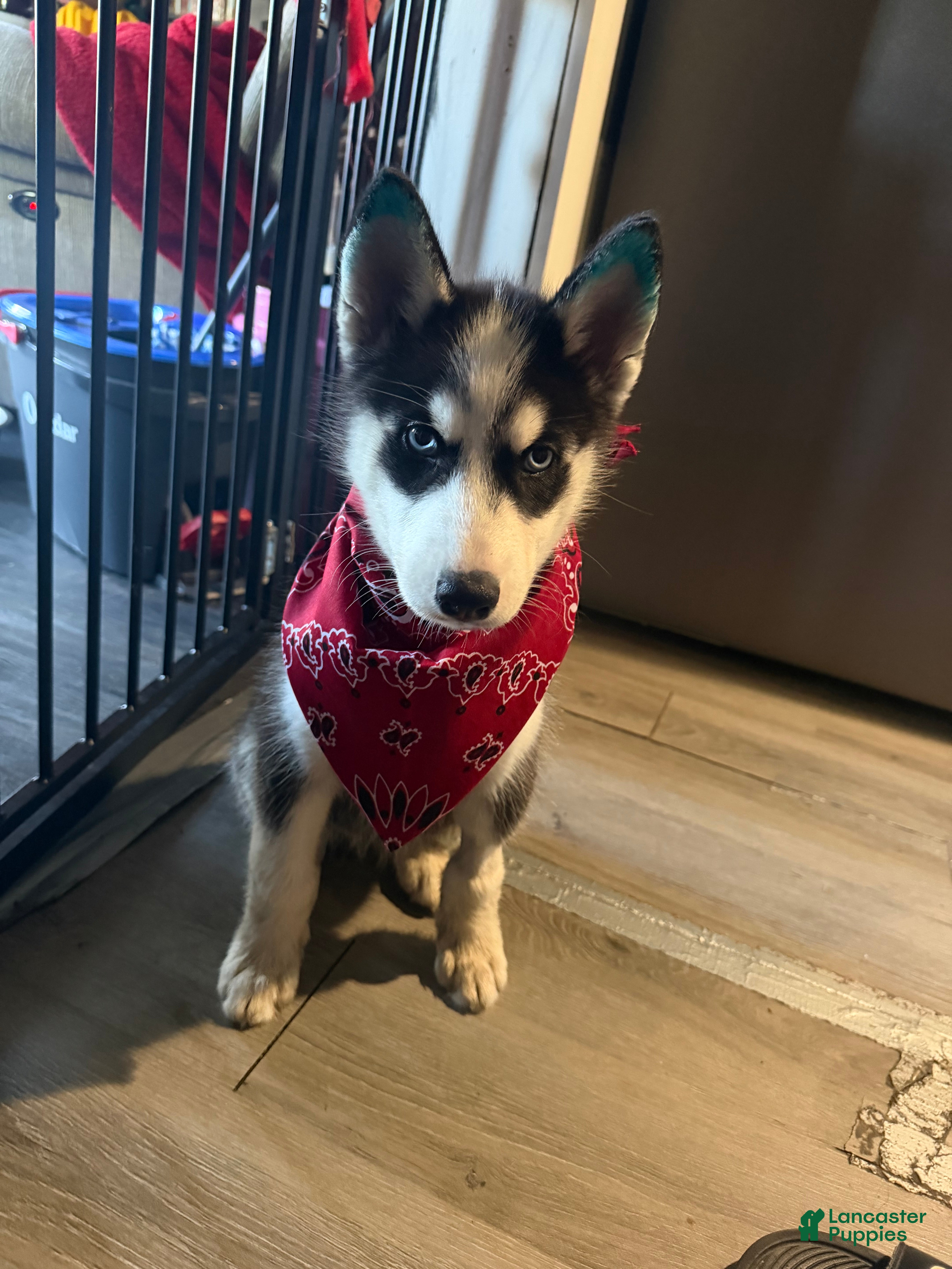 Mixed Breed dogs for sale: Octavia - Ad 1
