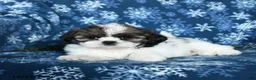 Shih Tzu dogs for sale: Kyle - Ad 3