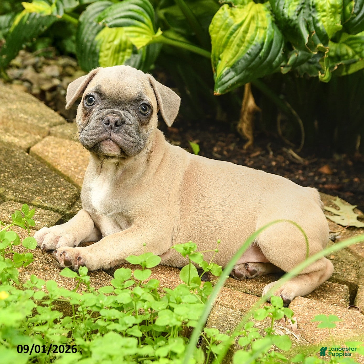 French Bulldog dogs Carlotta - Ad 2