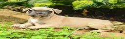 French Bulldog dogs for sale: Carlotta - Ad 3