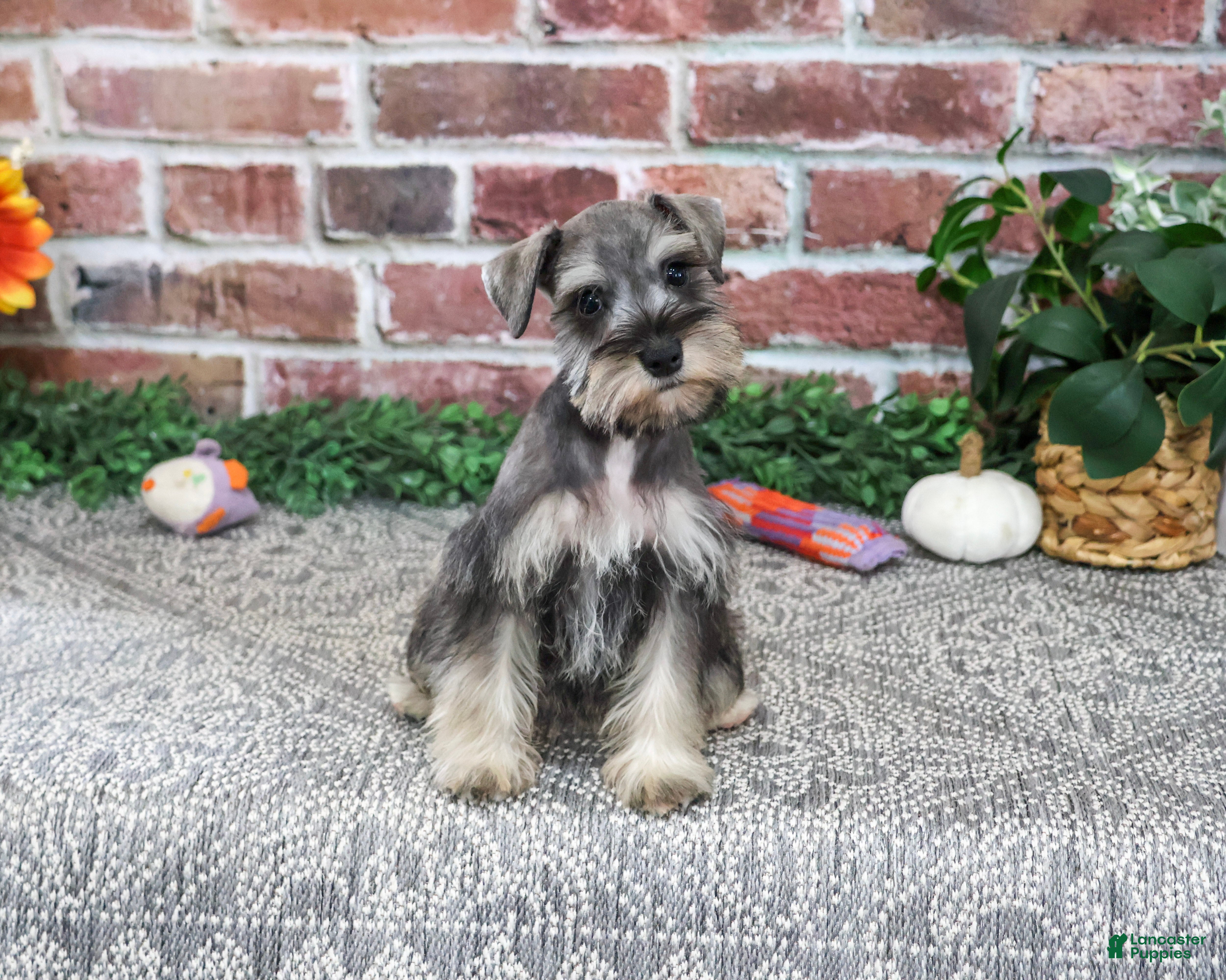 Miniature Schnauzer dogs for sale: Dior - Ad 1