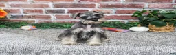 Miniature Schnauzer dogs for sale: Dior - Ad 1