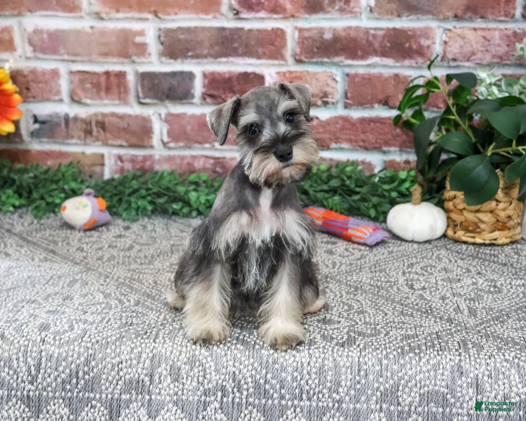 Miniature Schnauzer dogs for sale: Dior - Ad 1