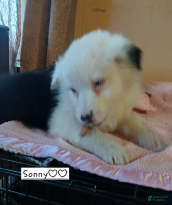 Australian Shepherd dogs Sonny - Ad 12