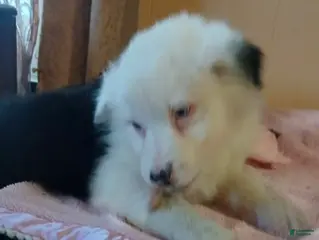 Australian Shepherd dogs Sonny - Ad 26