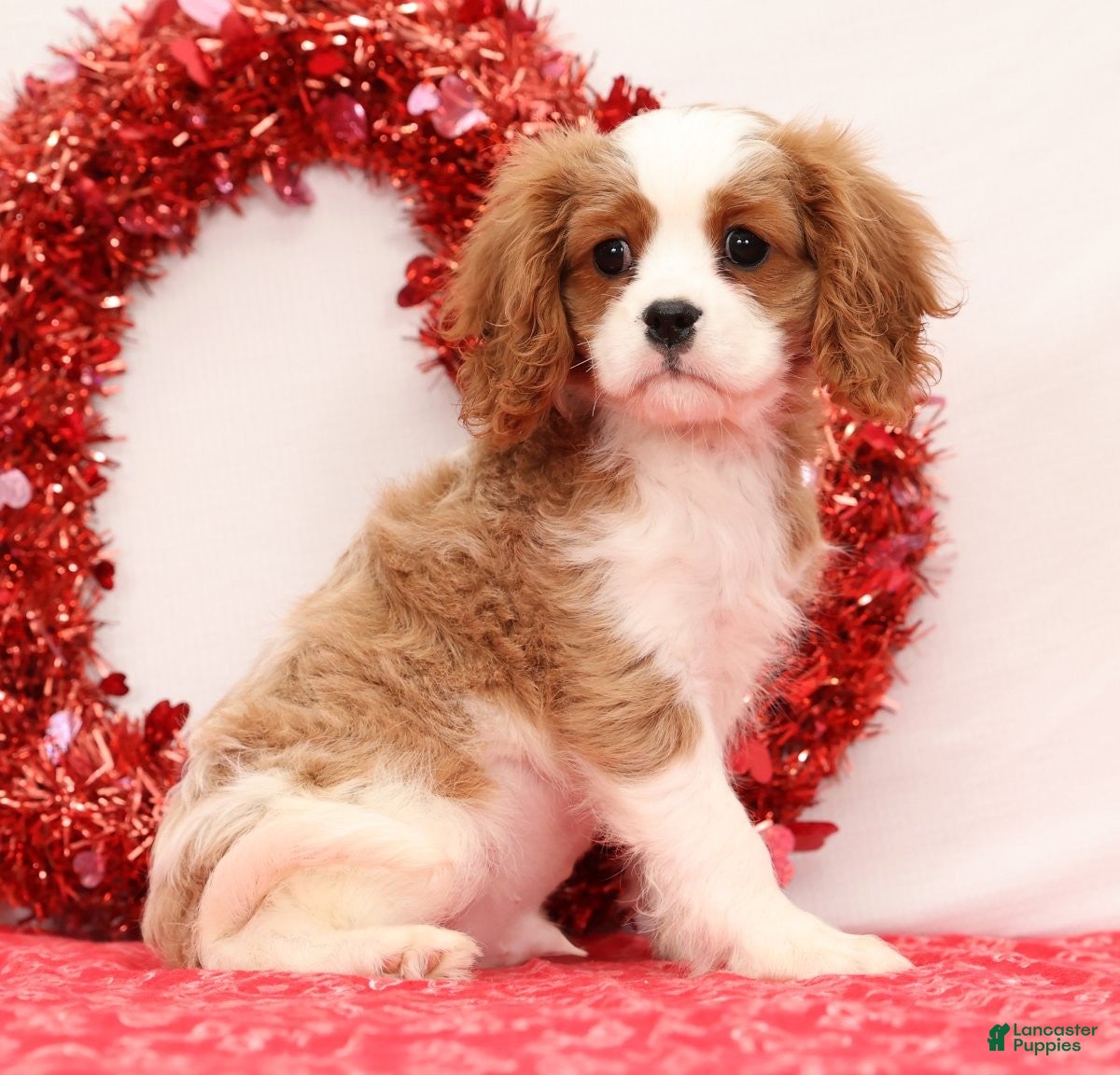 Cavalier King Charles Spaniel dogs Logan - Ad 12