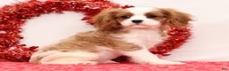 Cavalier King Charles Spaniel dogs for sale: Logan - Ad 1
