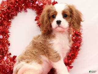 Cavalier King Charles Spaniel dogs Logan - Ad 12