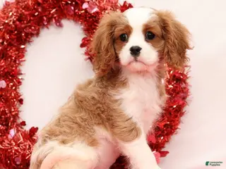Cavalier King Charles Spaniel dogs Logan - Ad 26