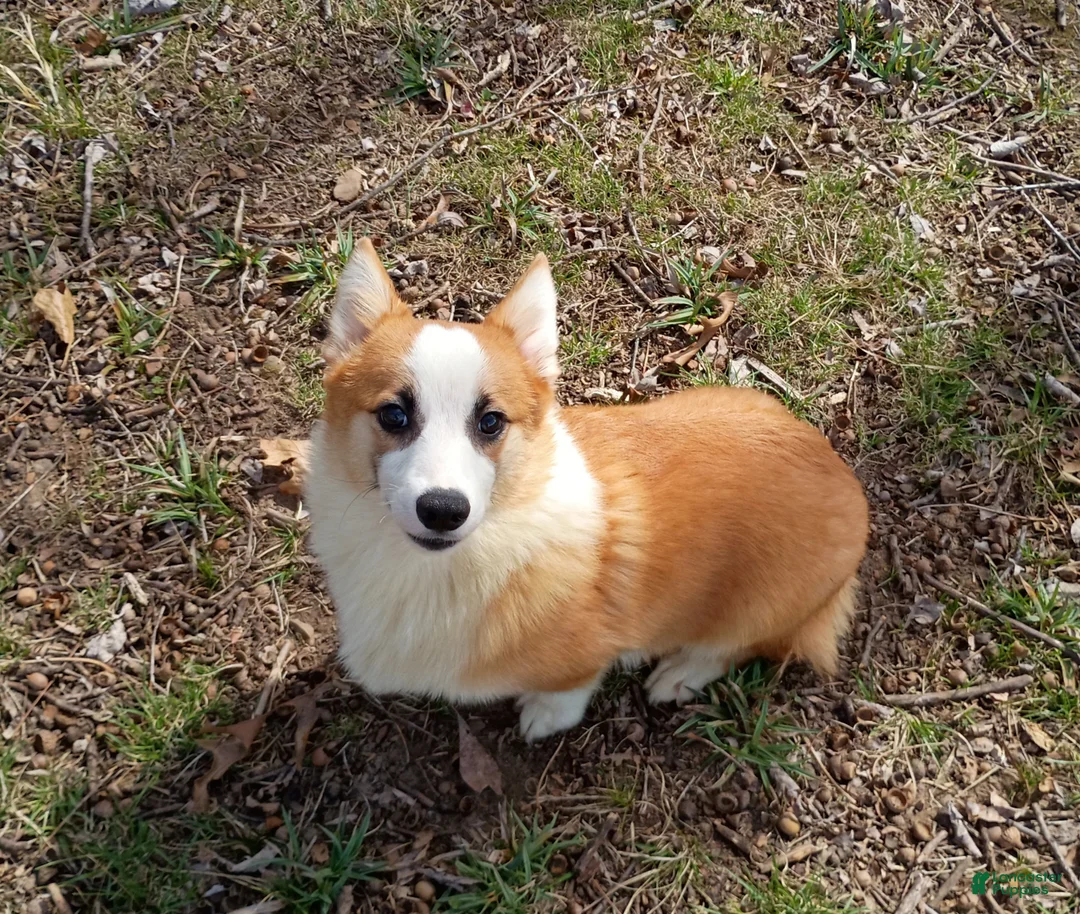 Welsh Corgi Pembroke dogs for sale: Welsh Corgi Pembroke Puppy 1 - Ad 2