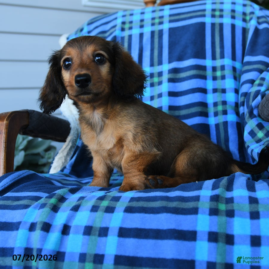 Miniature Dachshund dogs Nelson - Ad 2