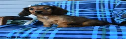 Miniature Dachshund dogs for sale: Nelson - Ad 2