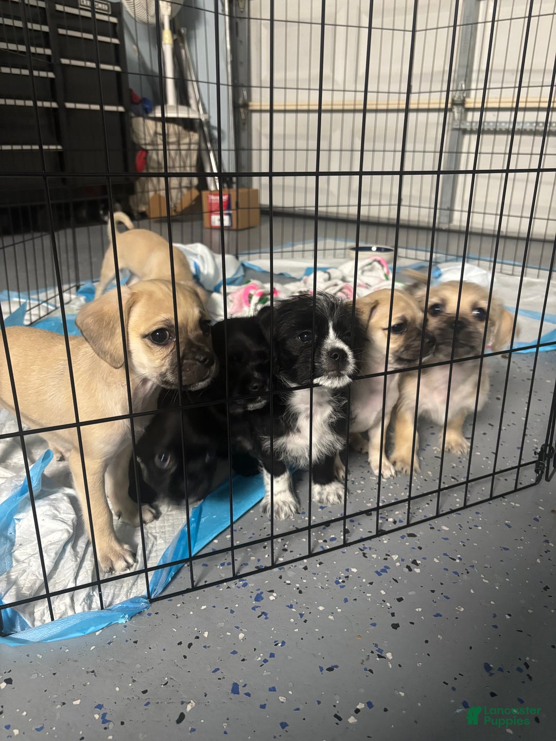 Mixed Breed dogs for sale: Butters - Ad 3