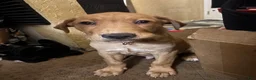 Mixed Breed dogs for sale: Mixed Breed 1 - Ad 2