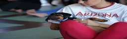 Rottweiler dogs for sale: Romeo - Ad 6