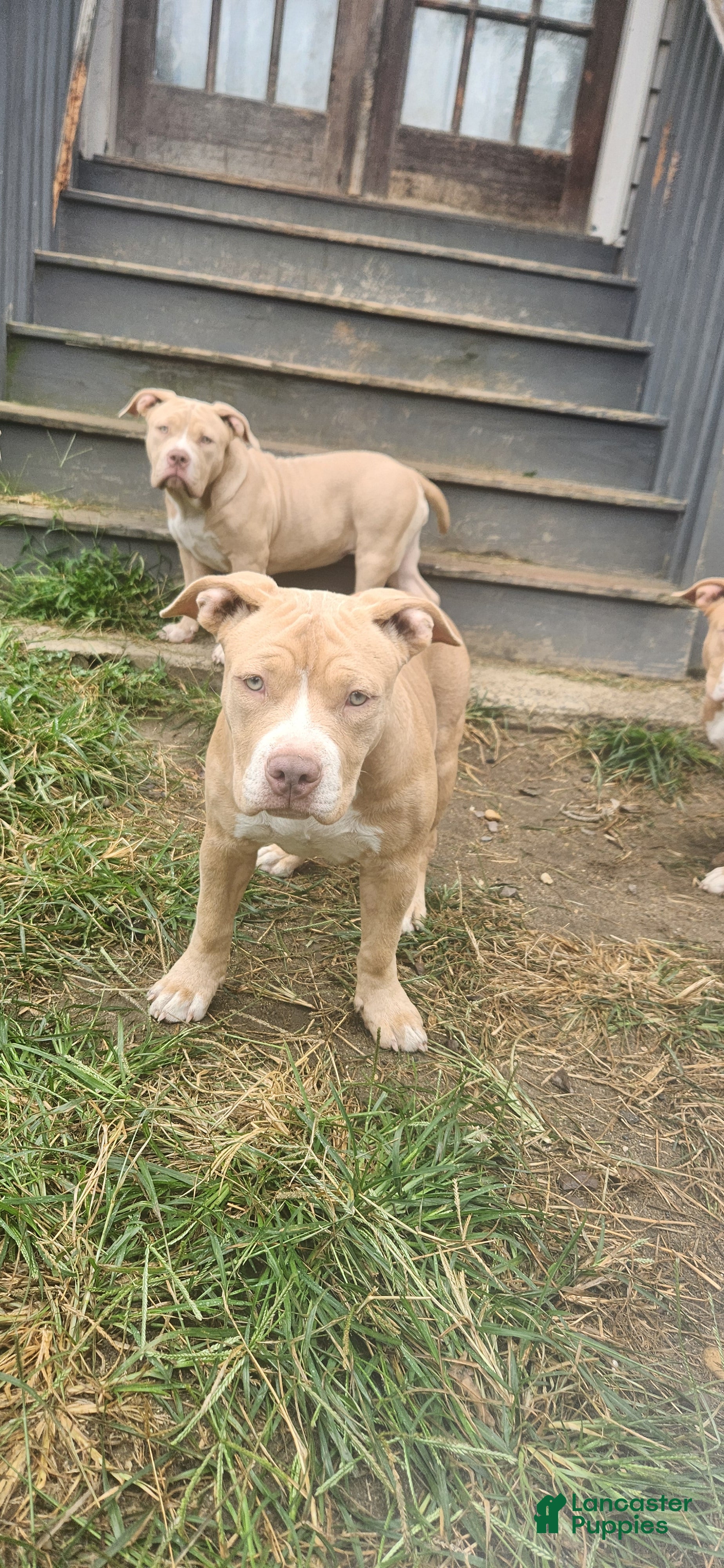 American Bully dogs Dot - Ad 2