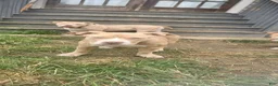 American Bully dogs for sale: Dot - Ad 2