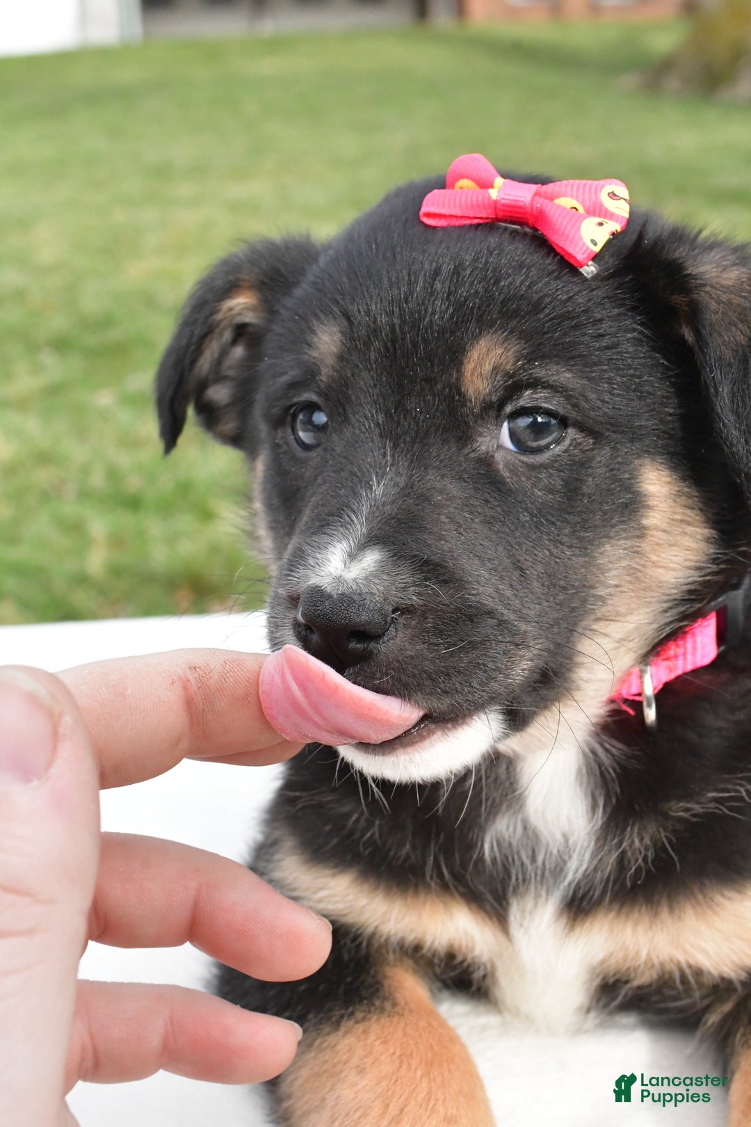 Mixed Breed dogs for sale: Maddie - Ad 9