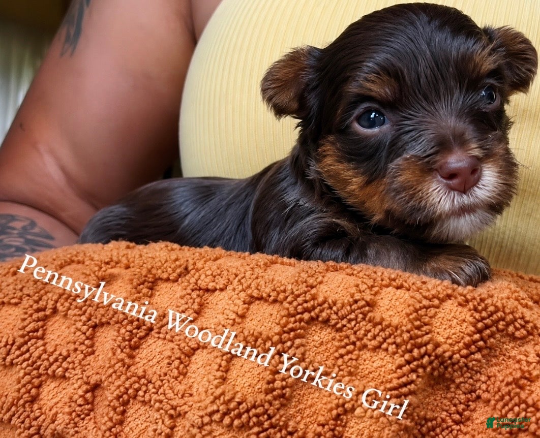Yorkshire Terrier dogs Yorkshire Terrier 2 - Ad 41