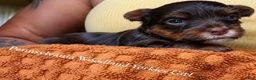 Yorkshire Terrier dogs for sale: Yorkshire Terrier 2 - Ad 1