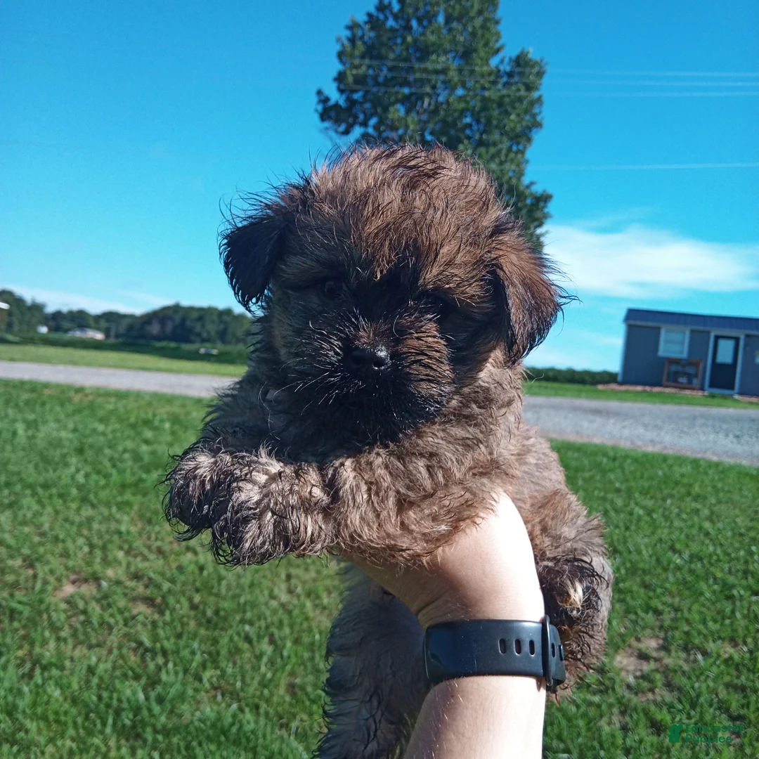 Havanese dogs for sale: Havanese 3 - Ad 1